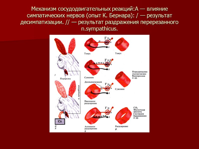 Механизм сосудодвигательных реакций:А — влияние симпатических нервов (опыт К. Бернара): / — результат десимпатизации.